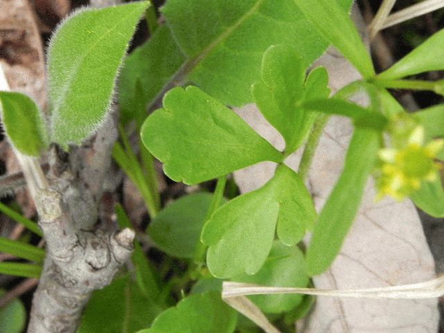 Kidney-Leaf Buttercup (Ranunculus abortivus)