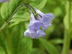 Virginia Bluebell (Mertensia virginica), flower