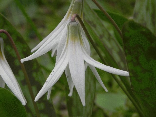 White Trout-Lily (Erythronium albidum)