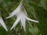 White Trout-Lily (Erythronium albidum), flower