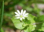 Chickweed (Stellaria media), flower