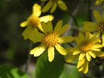 Golden Ragwort (Senecio aureus), flower