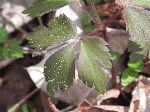 Wood Anemone (Anemone quinquefolia), leaf