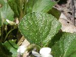 Kidney-Leaved Violet (Viola renifolia), leaf