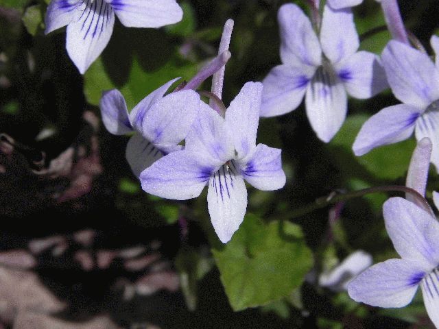Long-Spurred Violet (Viola rostrata)