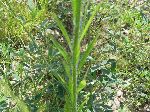 Horseweed (Conyza canadensis), leaf