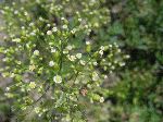 Horseweed (Conyza canadensis), flower