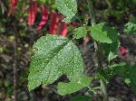 White Mustard (Sinapis alba), leaf