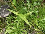 Pennsylvania Smartweed (Polygonum pensylvanicum L.), leaf