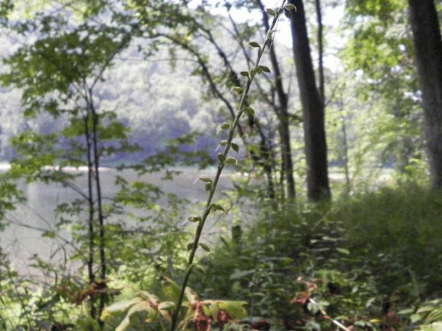 Virginia Smartweed (Polygonum virginianum)