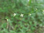 Virginia Smartweed (Polygonum virginianum), flower