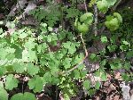Early Meadow Rue (Thalictrum dioicum), leaf