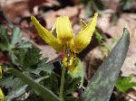 Trout Lily (Erythronium americanum), flower