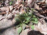 Early Saxifrage (Saxifraga virginiensis), leaf
