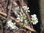 Early Saxifrage (Saxifraga virginiensis), flower