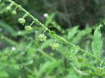 Virginia Stickseed (Hackelia virginiana), fruit/seed