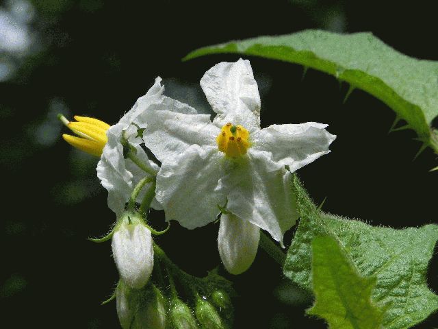 Horse nettle (Solanum carolinense)
