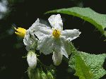 Horse nettle (Solanum carolinense), flower