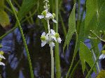 Arrowhead (Sagittaria latifolia), flower