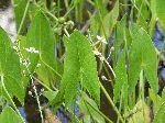 Arrowhead (Sagittaria latifolia), leaf