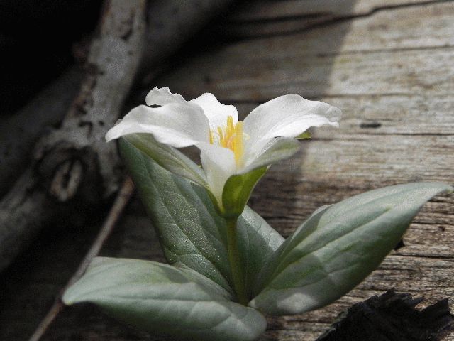 Snow Trillium (Trillium nivale)