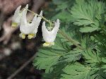 Dutchman's Breeches (Dicentra cucullaria), flower