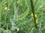 Field Mustard (Brassica rapa), leaf