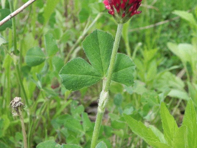 Crimson Clover (Trifolium incarnatum)