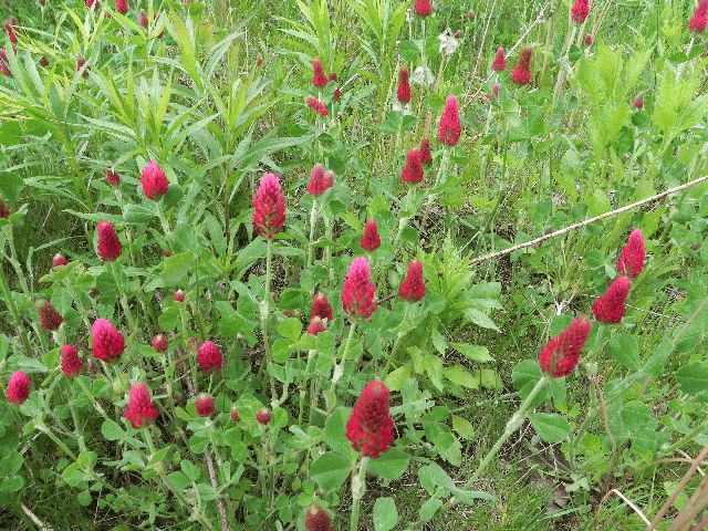 Crimson Clover (Trifolium incarnatum)