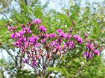 Tall Ironweed (Vernonia altissima), flower