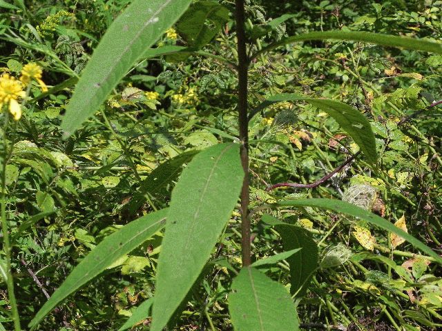 Tall Ironweed (Vernonia altissima)