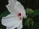 Crimson-Eyed Rose-Mallow (Hibiscus moscheutos), flower