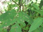 Beggar-Ticks (Bidens frondosa), leaf