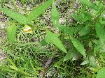 Seedbox (Ludwigia alternifolia), leaf