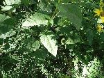 Oxeye (Heliopsis helianthoides), leaf