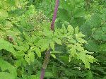 Great Angelica (Angelica atropurpurea), leaf