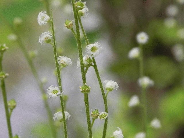 Miterwort (Mitella diphylla)