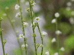 Miterwort (Mitella diphylla), flower
