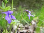 Marsh Blue Violet (Viola cucullata), tech