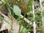 Winter Cress (Barbarea vulgaris), leaf