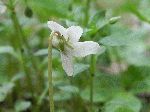 Sweet White Violet (Viola blanda), tech
