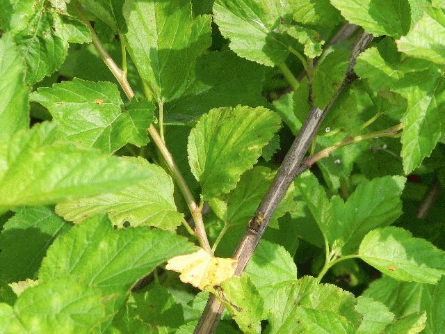 Ninebark (Physocarpus opulifolius)