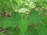 Wild Hydrangea (Hydrangea arborescens), tech