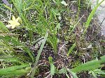 Yellow Star Grass (Hypoxis hirsuta), leaf