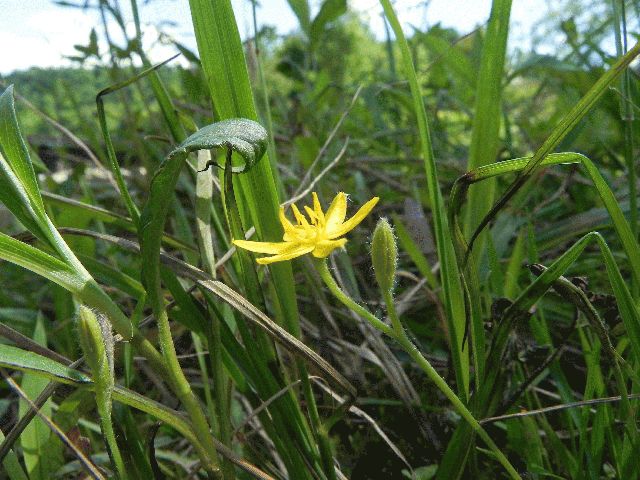 Yellow Star Grass (Hypoxis hirsuta)
