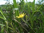 Yellow Star Grass (Hypoxis hirsuta), tech