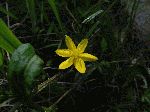 Yellow Star Grass (Hypoxis hirsuta), flower