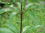 Spotted Joe-Pye Weed (Eupatorium maculatum), leaf