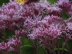 Spotted Joe-Pye Weed (Eupatorium maculatum), flower
