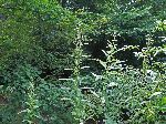 Slender Nettle (Urtica gracilis), flower